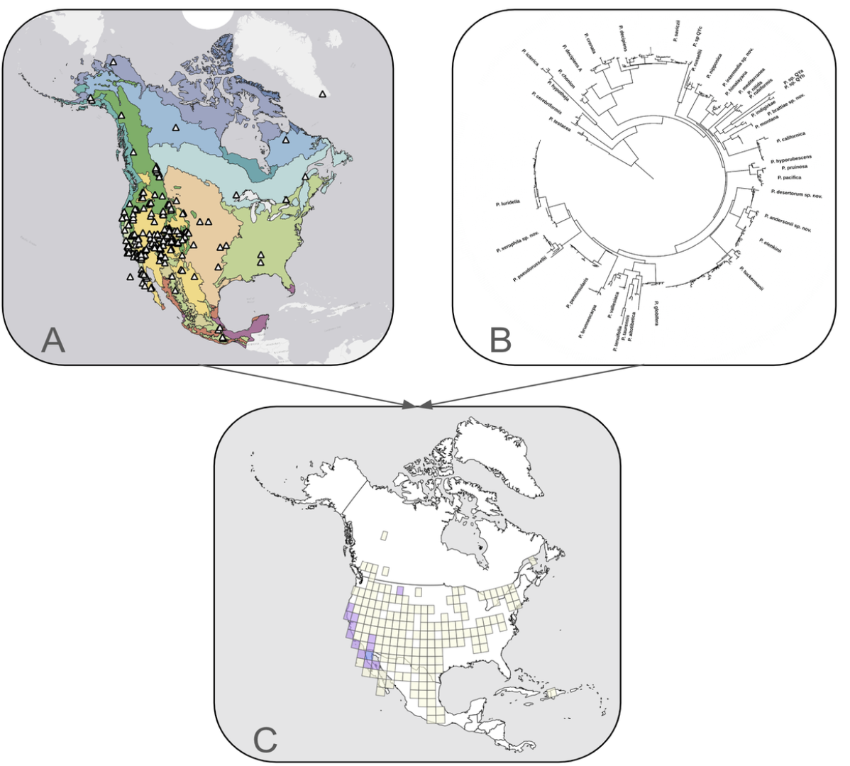 Spatial Phylogenetics