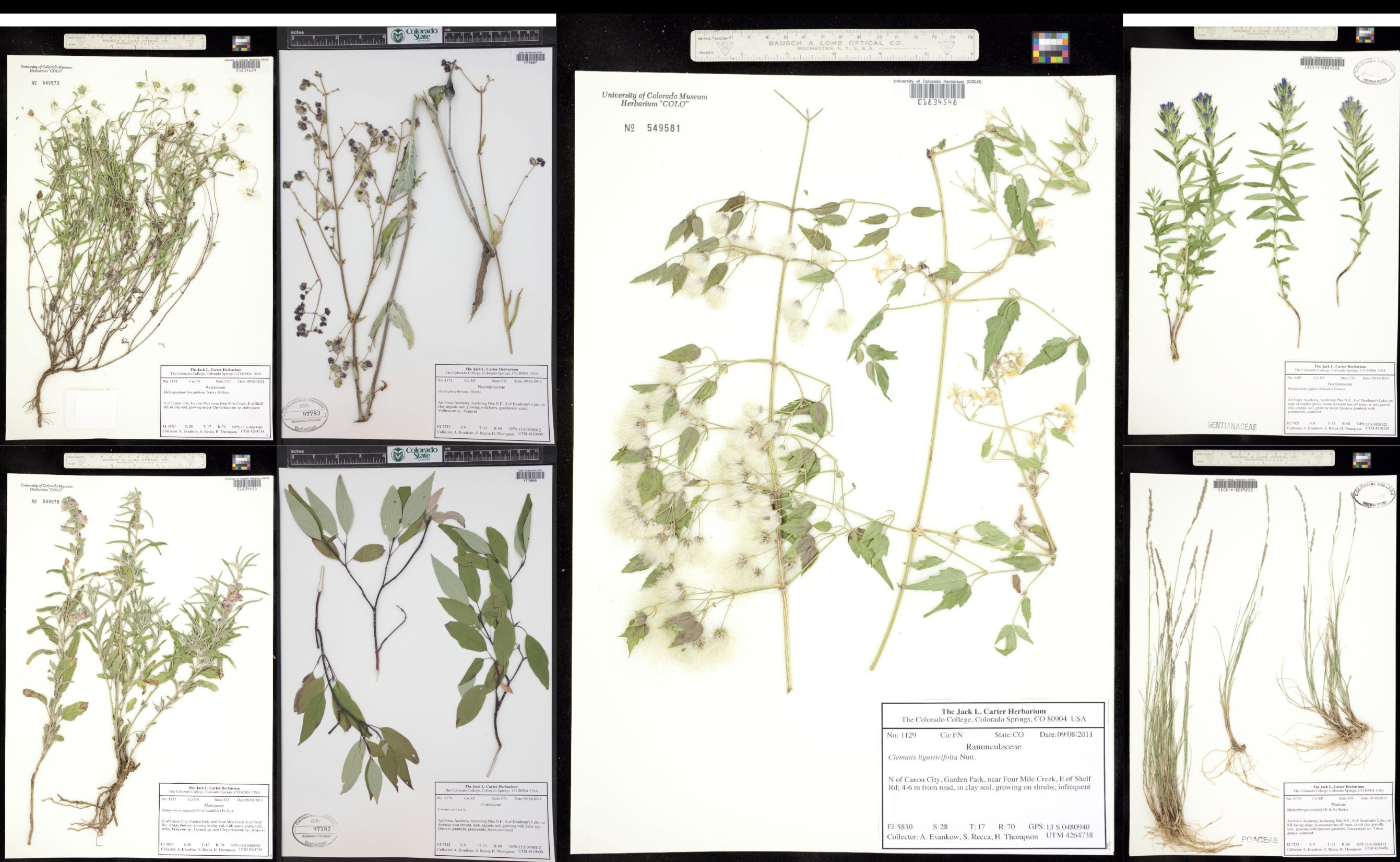 Herbarium