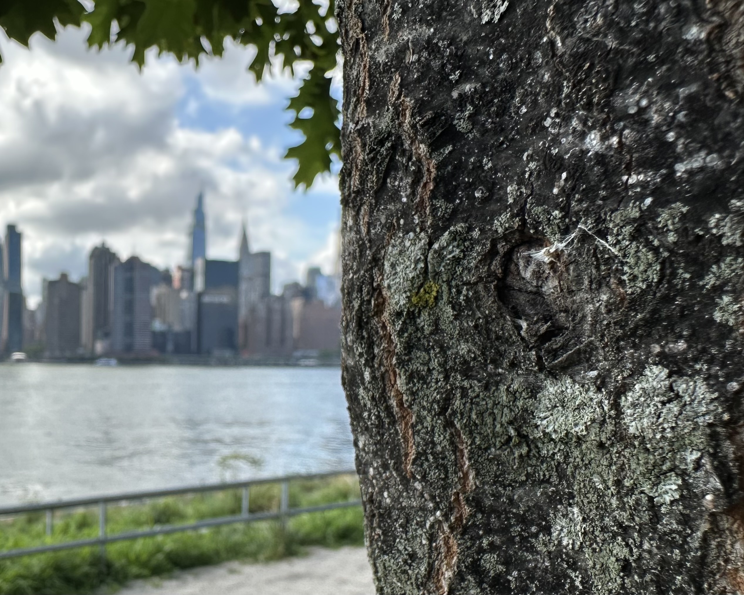 Urban Lichens